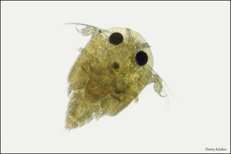 Argulus foliaceus 54697252.jpg &copy; Qohelet12