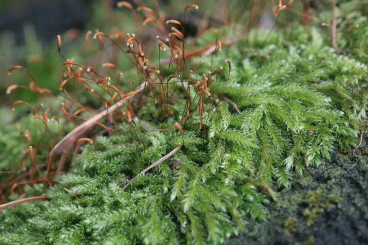 Herzogiella seligeri (c, 144401-474602) 8910.JPG &copy; HermannSchachner