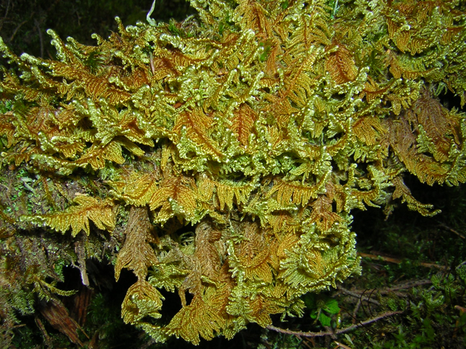 Ctenidium molluscum (Hedw.) Mitt.-Hřebenitka měkkounká2.jpg &copy; Mejdlowiki