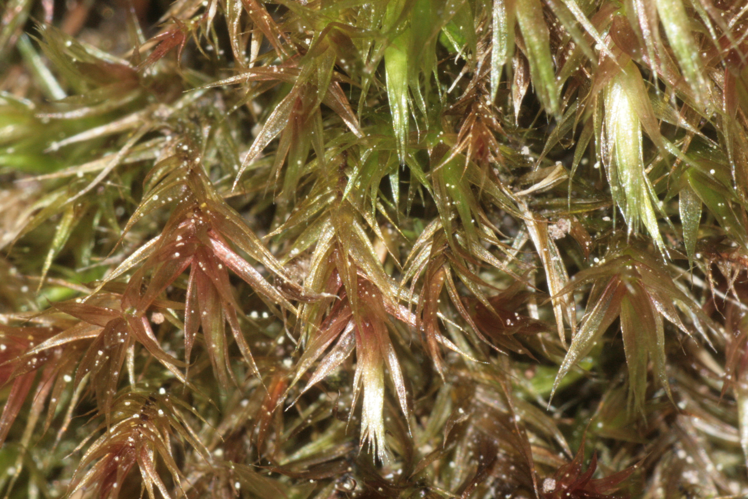Orthothecium rufescens (b, 144547-474732) 3583.JPG &copy; HermannSchachner