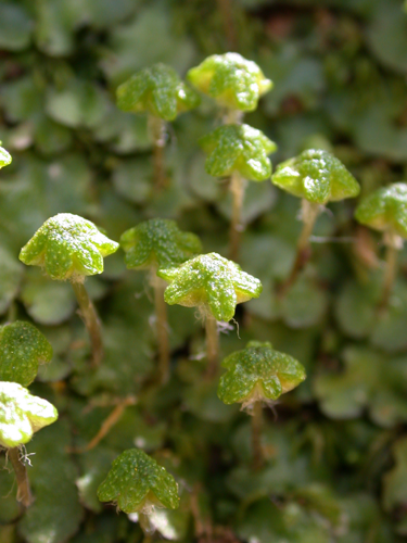 Reboulia hemisphaerica1.JPG &copy; Gideon Pisanty (Gidip)