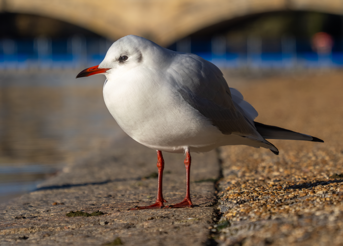 Black-headed gull (05557).jpg &copy; Rhododendrites