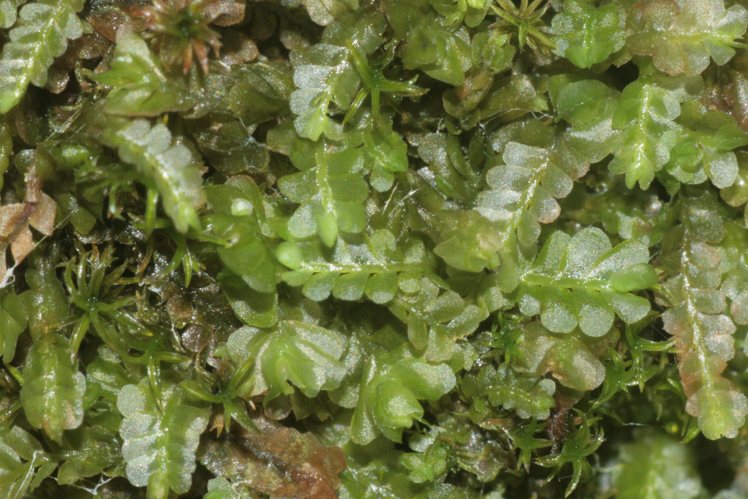 Pedinophyllum interruptum (a, 144551-474940) 7672.JPG &copy; HermannSchachner
