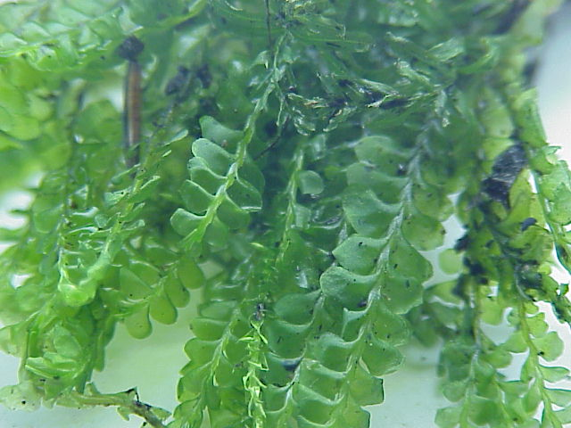 Plagiochila aspleniodes0.jpg &copy; Kurt Stüber [1]