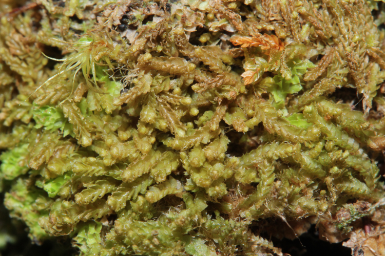 Harpanthus scutatus (a, 133001-473142) 1463.JPG &copy; HermannSchachner