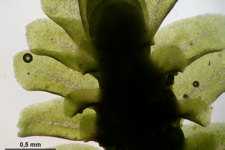 Diplophyllum albicans (a, 150113-481728) 3759.JPG &copy; HermannSchachner