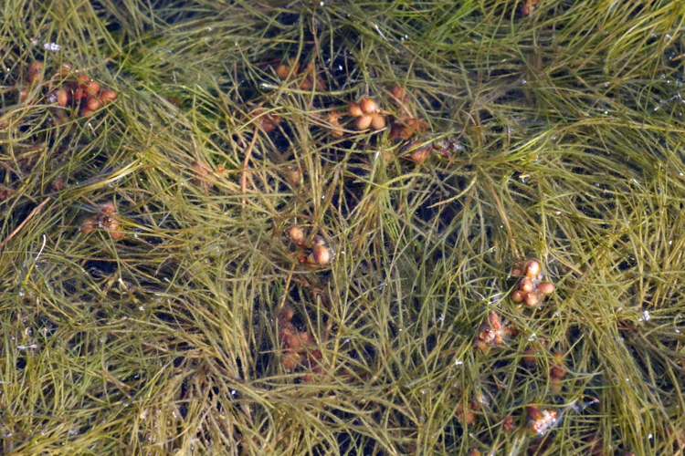 PotamogetonPectinatus1.jpg &copy; Fice
