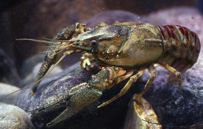 Kamberkrebs spiny-cheek crayfish Orconectes limosus male.jpg &copy; Astacoides