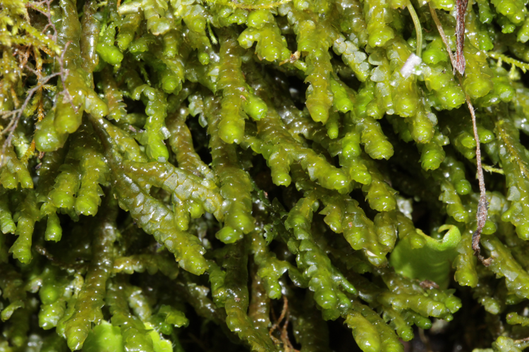 Porella cordaeana (a, 145550-473015) 7724.JPG &copy; HermannSchachner