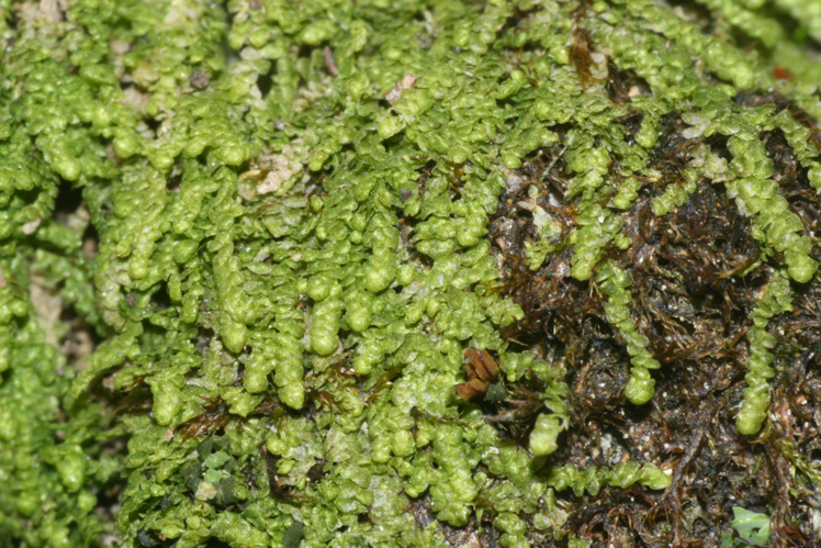 Lejeunea cavifolia (a, 144648-474724) 0682.jpg &copy; HermannSchachner