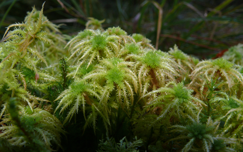 Sphagnum squarrosum 091207.jpg &copy; Bernd Haynold