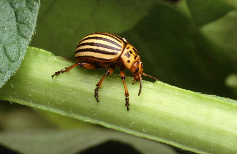 Colorado potato beetle.jpg &copy; Scott Bauer, USDA ARS