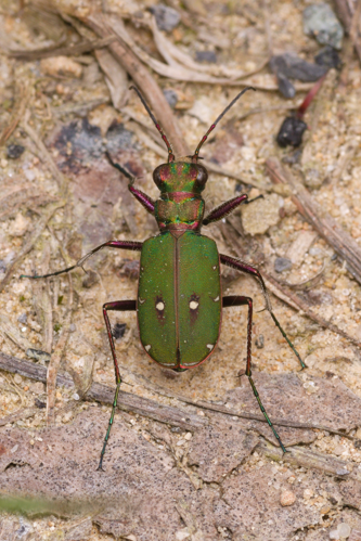 Cicindela campestris Bytom.jpg &copy; Adrian Tync