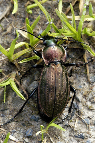 Carabus.monilis.adult.jpg &copy; James K. Lindsey