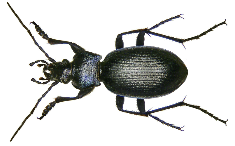 Carabus problematicus Herbst, 1786 (2971073187).jpg &copy; Udo Schmidt from Deutschland