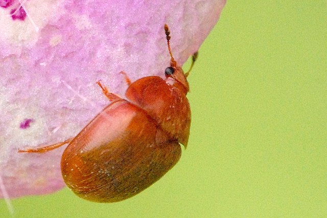 Cychramus.luteus.-.lindsey.jpg &copy; James K. Lindsey