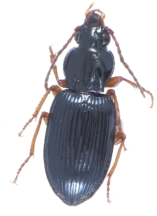 Abacetus salzmanni.jpg &copy; Kipling Will