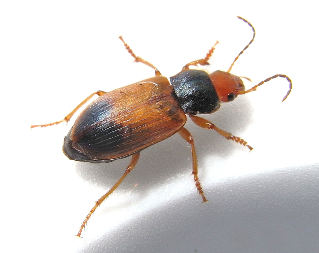 Diachromus germanus.jpg &copy; Siga
