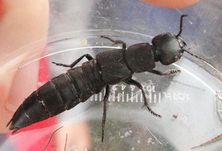 Staphylinus.olens.jpg &copy; Sarefo