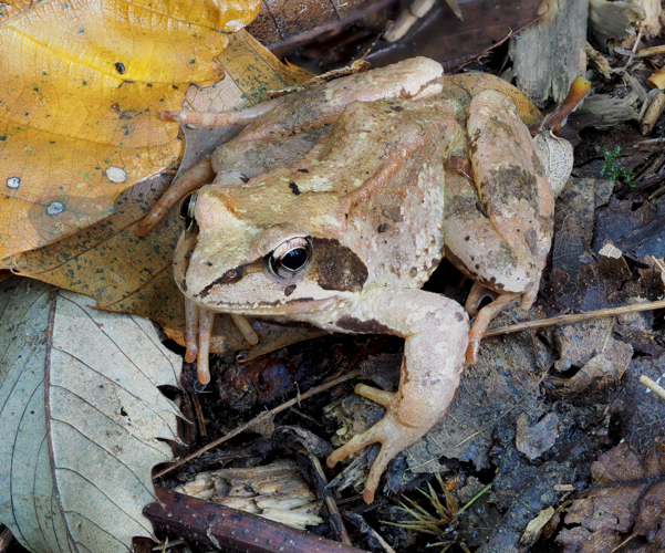 Agile frog (Rana dalmatina).jpg &copy; Petar Milošević